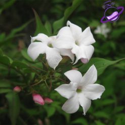 عطر گرمی یاس